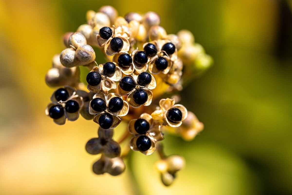 Chia Seed Benefits: How This Tiny Seed Boosts Health 10 Are There Any Potential Side Effects of Chia Seeds?