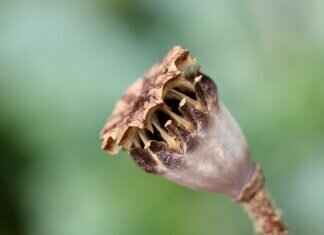 Chia Seed Egg Replacement: How to Use It in Baking Chia Seed Egg Replacement: How to Use It in Baking