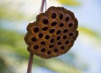 Chia Seed for Weight Loss: How This Superfood Helps Burn Fat Chia Seed for Weight Loss: How This Superfood Helps Burn Fat