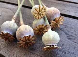 Chia Seed Health Benefits: Why You Should Eat Them Every Day Chia Seed Health Benefits: Why You Should Eat Them Every Day