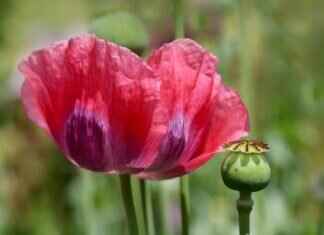 Chia Seed Jam: A Delicious & Healthy Alternative to Store-Bought Spreads Chia Seed Jam: A Delicious & Healthy Alternative to Store-Bought Spreads