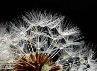 Chia Seed Nutrition Facts: How They Support Your Wellness Chia Seed Nutrition Facts: How They Support Your Wellness