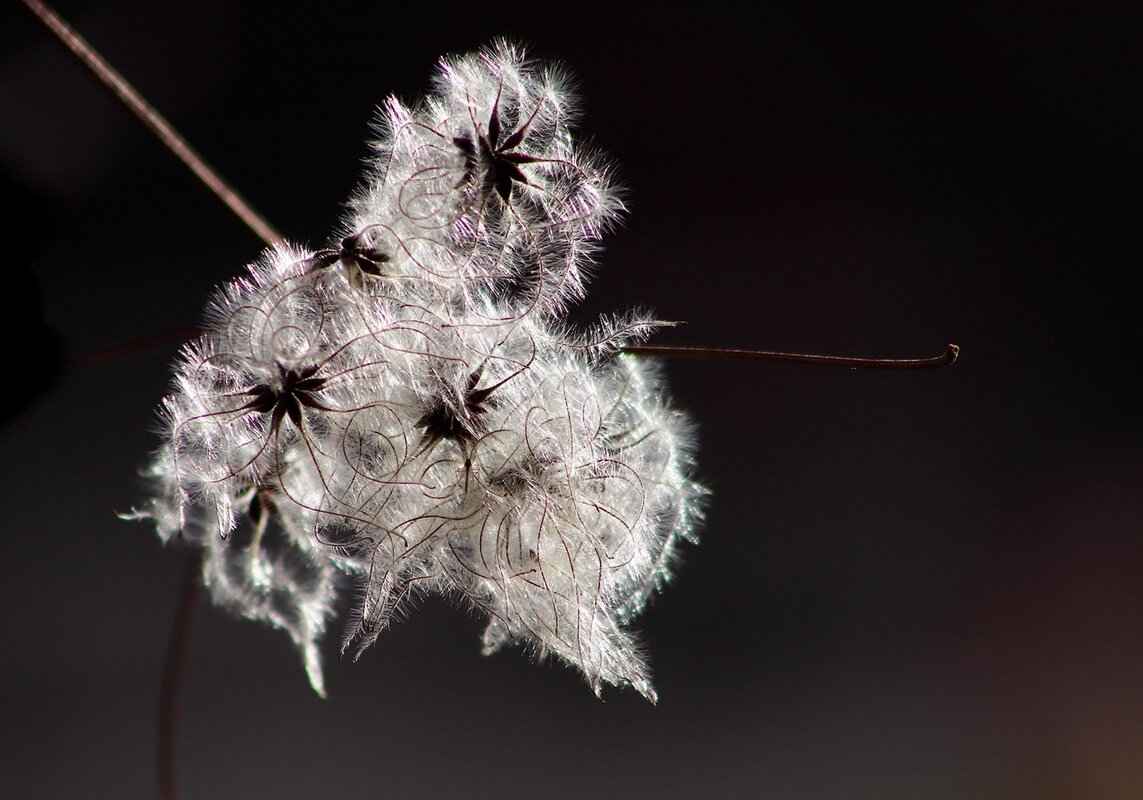 Chia Seed Nutrition Facts: Key Nutrients and Benefits 6 Potential Side Effects of Chia Seeds