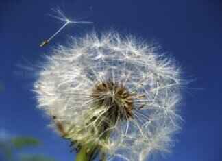 Chia Seed Nutrition: The Secret Behind Its Health Benefits Chia Seed Nutrition: The Secret Behind Its Health Benefits