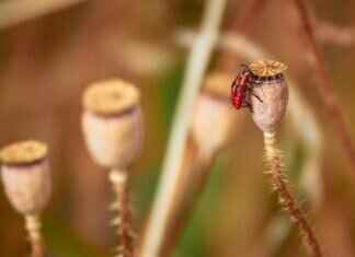Chia Seed Overnight Pudding: A Quick and Nutritious Recipe Chia Seed Overnight Pudding: A Quick and Nutritious Recipe
