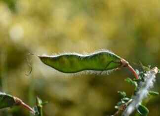 Chia Seed Protein: Why It’s a Must for Plant-Based Diets Chia Seed Protein: Why It’s a Must for Plant-Based Diets