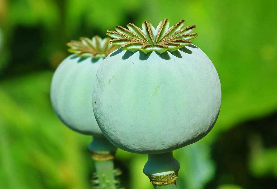Chia Seed Protein: Why It’s a Must for Plant-Based Diets 4 What Are the Health Benefits of Chia Seed Protein?
