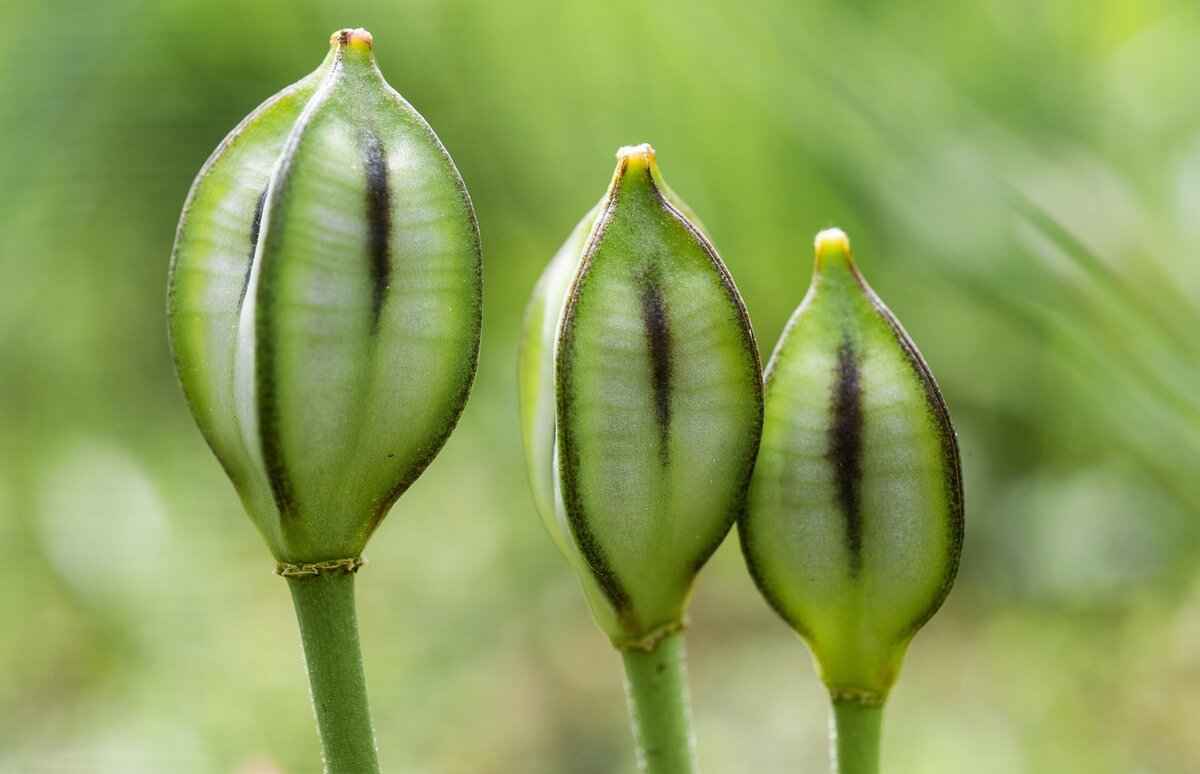Chia Seed Protein: Why It’s a Must for Plant-Based Diets 5 How to Incorporate Chia Seeds into Your Diet?
