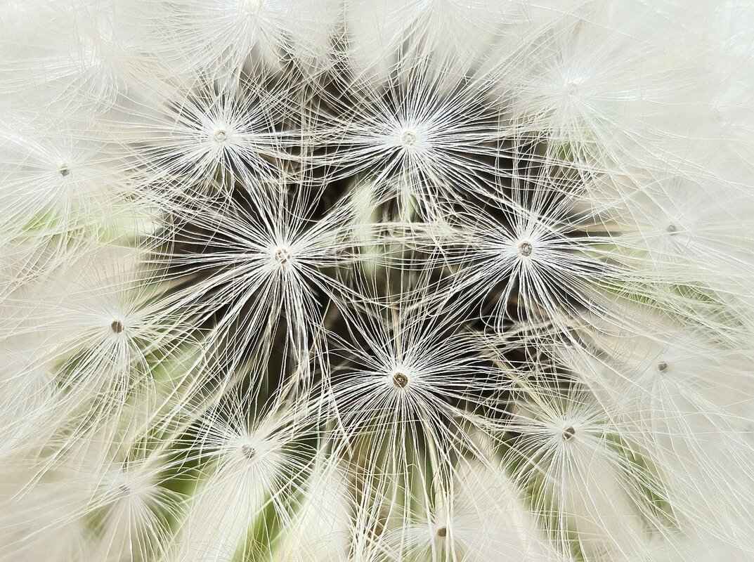 Chia Seed Protein: Why It’s a Must for Plant-Based Diets 7 How Do Chia Seeds Compare to Other Plant Proteins?