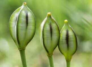 Chia Seed Pudding Calories: How to Make a Low-Calorie Version Chia Seed Pudding Calories: How to Make a Low-Calorie Version