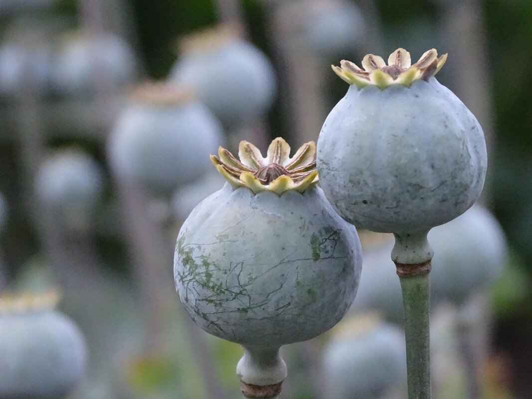 Chia Seed Pudding Calories: How to Make a Low-Calorie Version 1 What Are Chia Seeds?