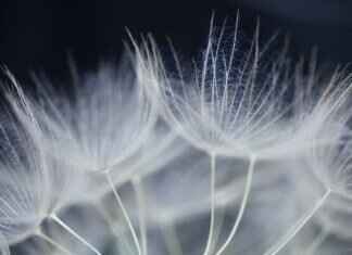 Chia Seed Pudding Recipe: A Delicious & Easy Guide Chia Seed Pudding Recipe: A Delicious & Easy Guide