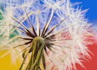 Chia Seed Pudding Recipe: Easy and Delicious Guide Chia Seed Pudding Recipe: Easy and Delicious Guide