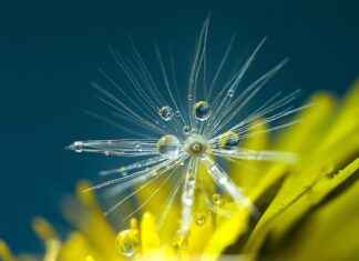 Chia Seed Pudding: The Ultimate Healthy Dessert Chia Seed Pudding: The Ultimate Healthy Dessert