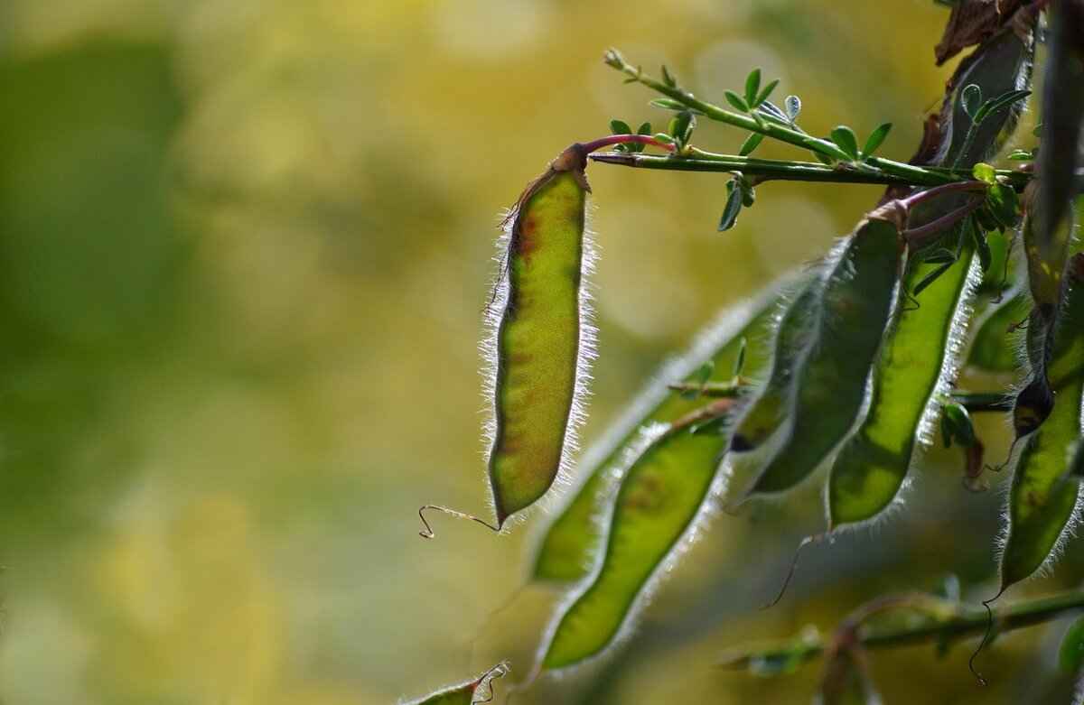 Chia Seed Pudding: The Ultimate Healthy Dessert Recipe 4 What Are the Health Benefits of Chia Seed Pudding?
