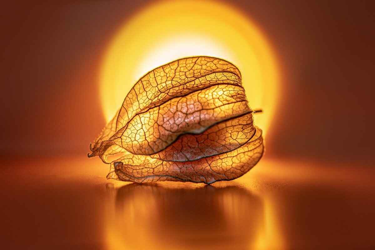 Chia Seed Pudding with Coconut Milk: A Creamy & Delicious Recipe 3 Essential Ingredients for the Recipe