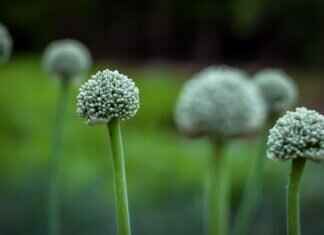 Chia Seed Pudding with Yogurt: A Probiotic-Packed Superfood Meal Chia Seed Pudding with Yogurt: A Probiotic-Packed Superfood Meal
