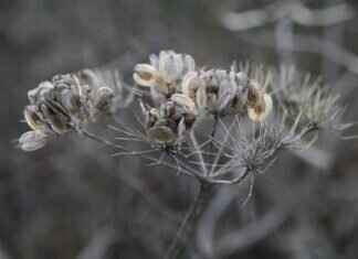 Chia Seed Recall: What You Need to Know About Safety Concerns Chia Seed Recall: What You Need to Know About Safety Concerns