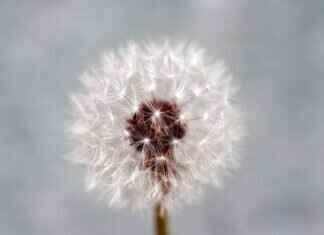 Chia Seed Recipes: Creative and Tasty Ways to Use Them Chia Seed Recipes: Creative and Tasty Ways to Use Them