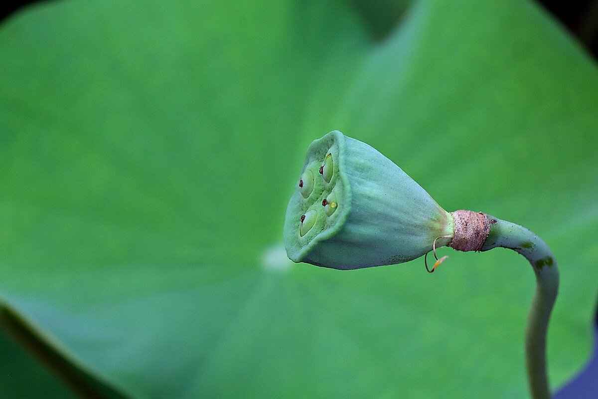 Chia Seed Recipes: Creative Ways to Enjoy This Superfood 6 Chia Seeds in Savory Dishes: What to Try?