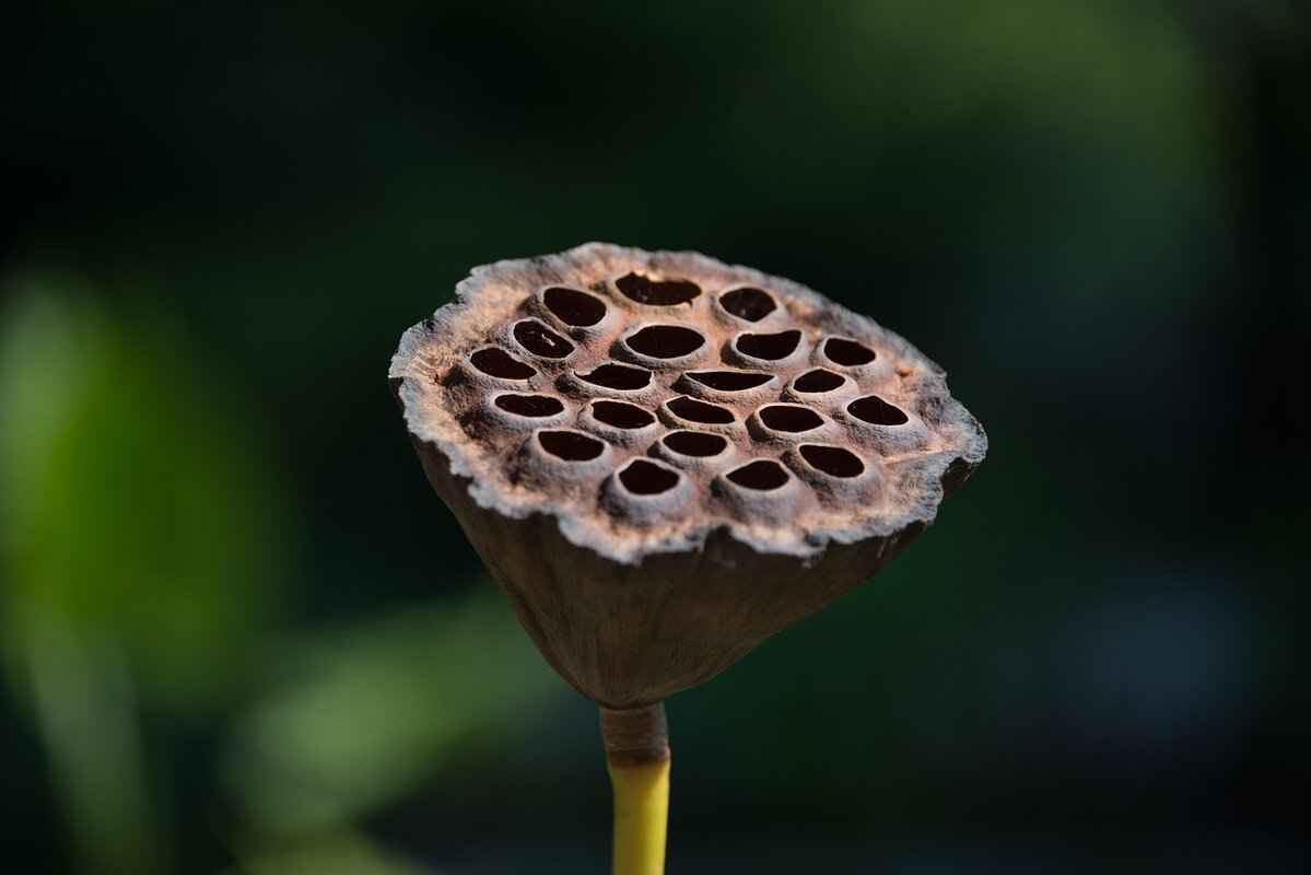 How to Care for Your Chia Plants?