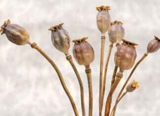 Chia Seed Serving Size: How Much Should You Eat Daily? Chia Seed Serving Size: How Much Should You Eat Daily?