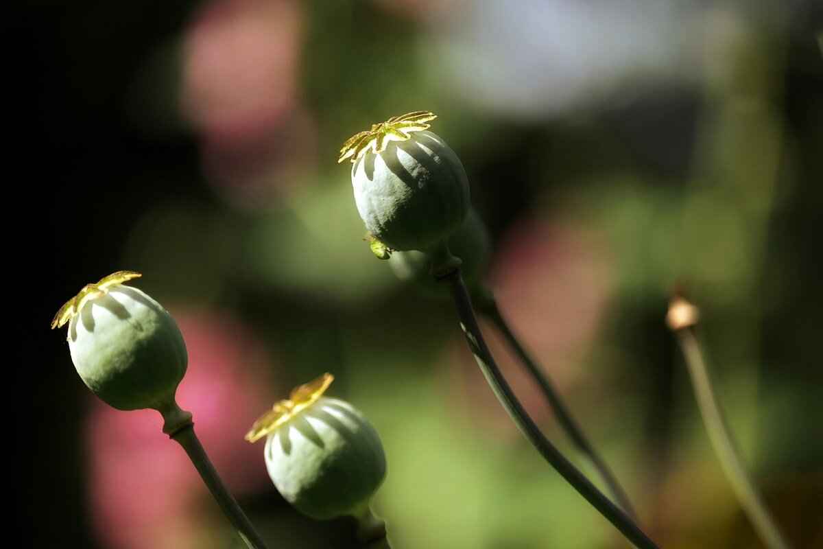 What Is the Recommended Serving Size for Chia Seeds?