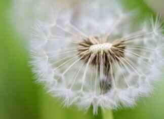 Chia Seed Water: The Detox Drink for Weight Loss Chia Seed Water: The Detox Drink for Weight Loss