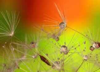 Chia Seeds and Lemon Water: The Perfect Detox Drink Chia Seeds and Lemon Water: The Perfect Detox Drink