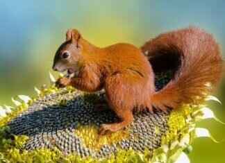 Chia Seeds and Oats: The Ultimate Superfood Combination Chia Seeds and Oats: The Ultimate Superfood Combination