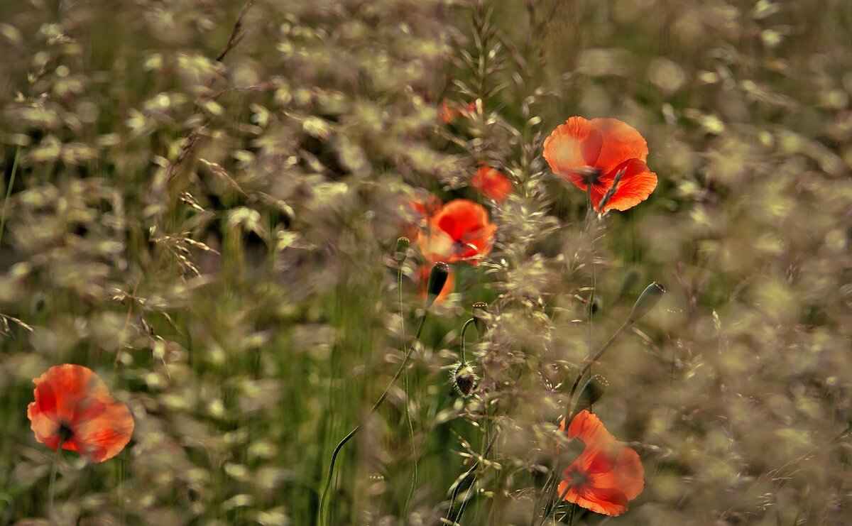 Chia Seeds and Oats: The Ultimate Superfood Combination 2 What Are Oats?