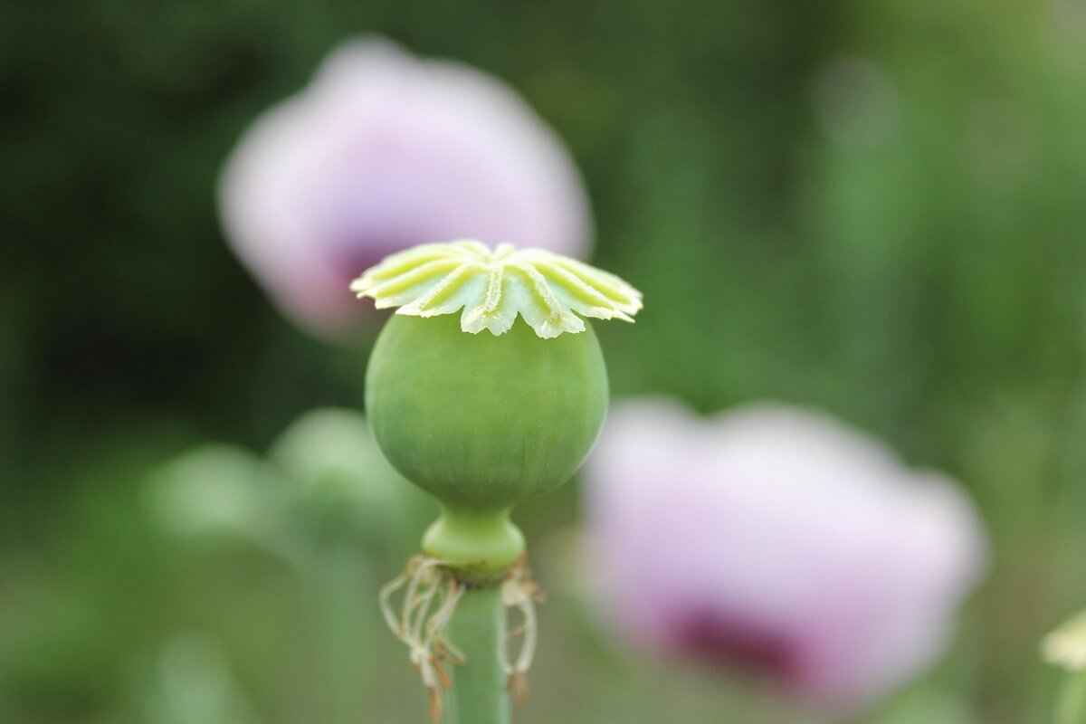 Chia Seeds and Water: Why You Should Soak Them Before Eating 1 What Are Chia Seeds?
