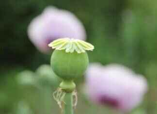 Chia Seeds at Aldi: Affordable Superfood or Not Worth It? Chia Seeds at Aldi: Affordable Superfood or Not Worth It?