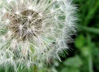 Chia Seeds at Kroger: Where to Find the Best Deals Chia Seeds at Kroger: Where to Find the Best Deals