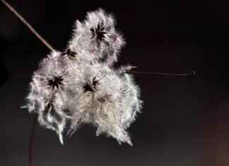 Chia Seeds Benefit: Why This Tiny Seed Is a Nutritional Powerhouse Chia Seeds Benefit: Why This Tiny Seed Is a Nutritional Powerhouse