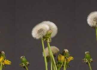 Chia Seeds Benefits for Females: Hormonal and Skin Health Chia Seeds Benefits for Females: Hormonal and Skin Health