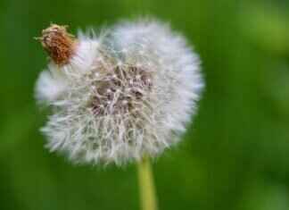 Chia Seeds Benefits for Men: How They Boost Energy and Vitality Chia Seeds Benefits for Men: How They Boost Energy and Vitality