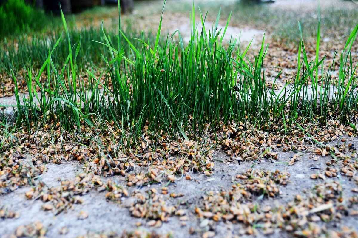 Chia Seeds Benefits for Men: How They Boost Energy and Vitality 3 Chia Seeds for Muscle Recovery