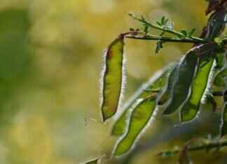 Chia Seeds Benefits: Why You Should Eat Them Daily Chia Seeds Benefits: Why You Should Eat Them Daily