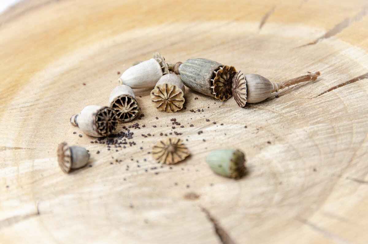 Chia Seeds Benefits: Why You Should Eat Them Daily 1 What Are Chia Seeds?