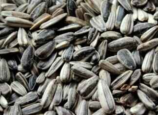 Chia Seeds Benefits: The Health Advantages Explained Chia Seeds Benefits: The Health Advantages Explained