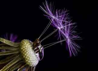 Chia Seeds Costco: Are They Worth Buying? A Complete Review Chia Seeds Costco: Are They Worth Buying? A Complete Review