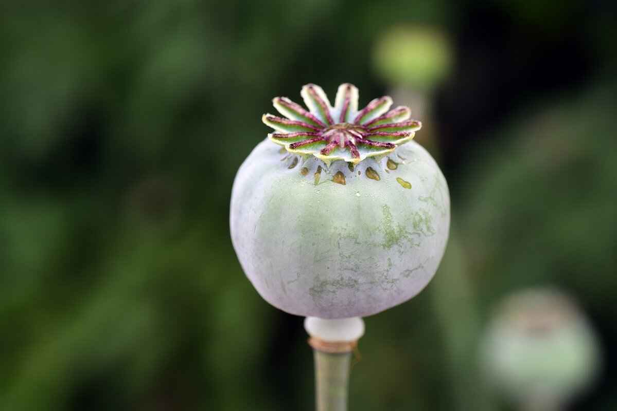 Chia Seeds Costco: Are They Worth Buying? A Complete Review 2 Why Buy Chia Seeds from Costco?