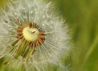 Chia Seeds Fiber: Why It’s Great for Digestion and Gut Health Chia Seeds Fiber: Why It’s Great for Digestion and Gut Health