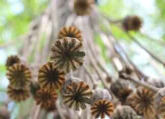 Chia Seeds for Constipation: How They Help with Digestion Chia Seeds for Constipation: How They Help with Digestion