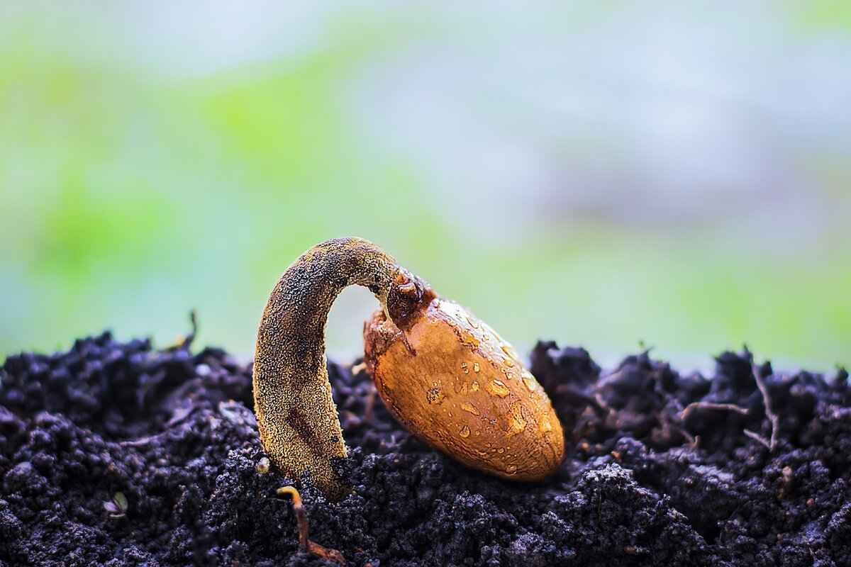 Chia Seeds for Dogs: Safe or Dangerous? A Vet’s Perspective 4 How Much Chia Seeds Can Dogs Have?