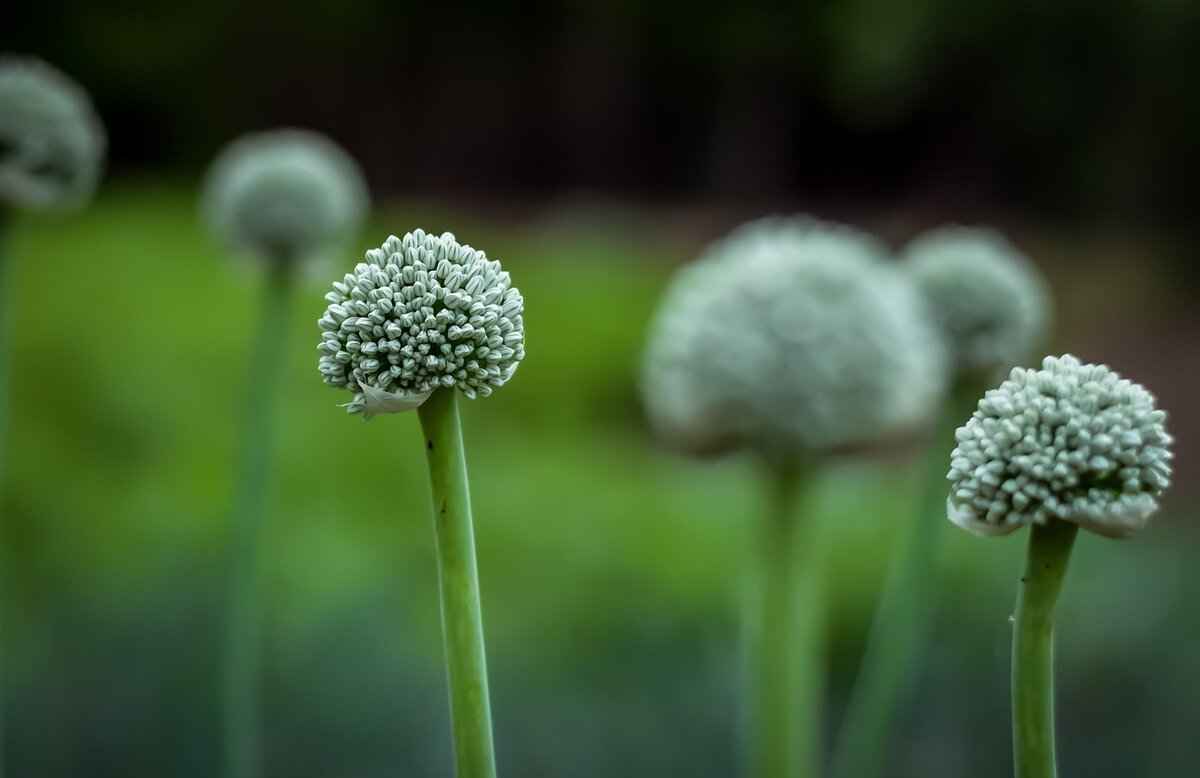 Chia Seeds for Pregnancy: Nutritional Benefits for Moms-to-Be 6 How to Incorporate Chia Seeds into Your Diet?