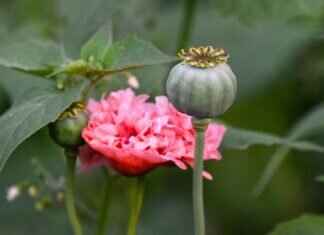 Chia Seeds in Oatmeal: A Simple Way to Boost Nutrition Chia Seeds in Oatmeal: A Simple Way to Boost Nutrition