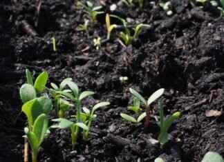 Chia Seeds in Pregnancy: Safe or Risky? What Experts Say Chia Seeds in Pregnancy: Safe or Risky? What Experts Say