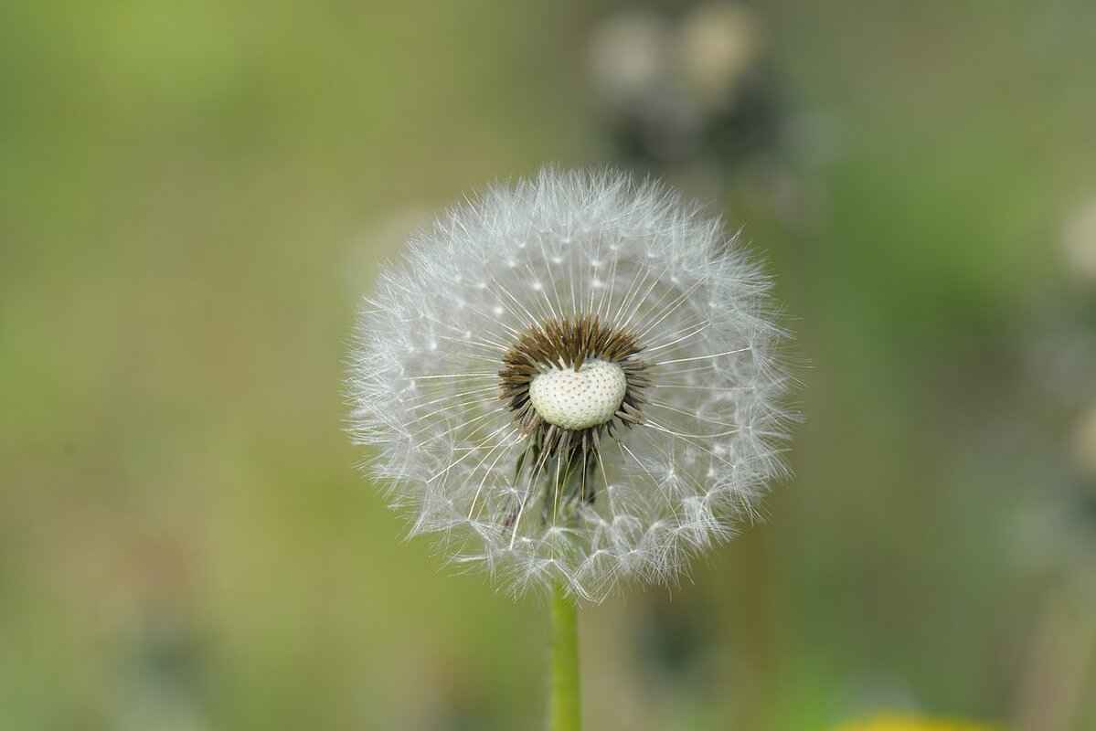 Chia Seeds in Water: The Trendy Health Drink You Should Try 5 Are There Any Side Effects of Chia Seeds?